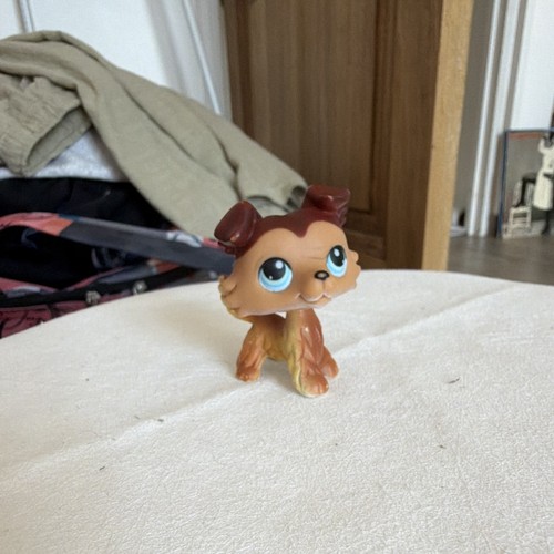 Pet shop variant colley - pet,