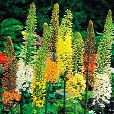 Bulbes d'eremurus bougie du désert mélange 3 pcs