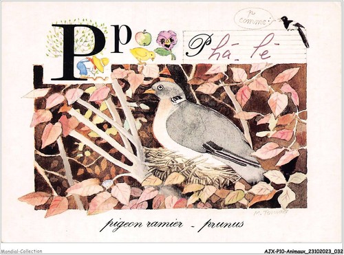 Ajxp10 0990 animaux pigeon - -,