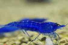 Lot de 10 Crevettes Bleue "Blue Velvet" Neocaridina Aquarium Poissons Plantes 