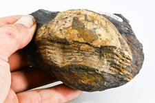 Trilobite illaenus darivillien