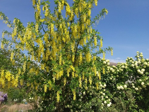 Graines cytise arbre - +20,