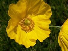 10 graines de  PAVOT JAUNE DU