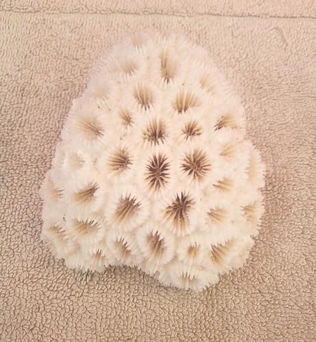Ancien corail cerveau - ancien,