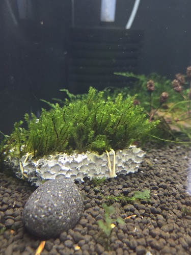 Mousse aquarium rare moss - aquarium,
