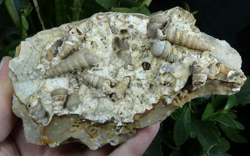 Silex turritelles fossile - silex, à