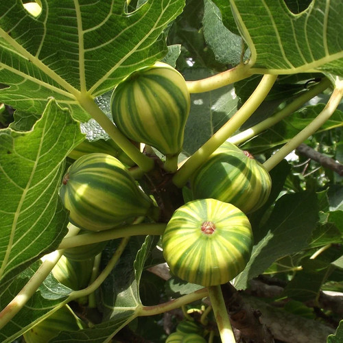 Ficus carica panachée - ficus,