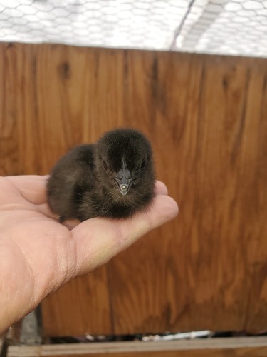 All black ayam - 1,