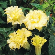 RARE 15 graines de DATURA