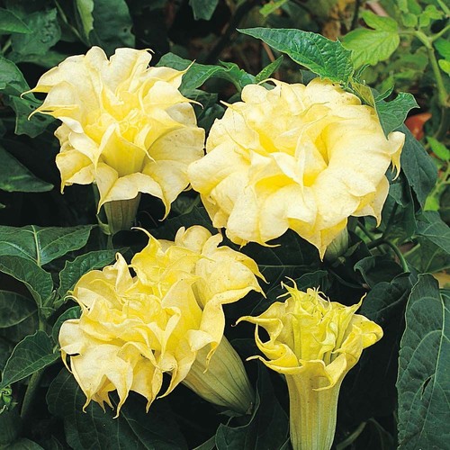 Rare graines datura - graines, de
