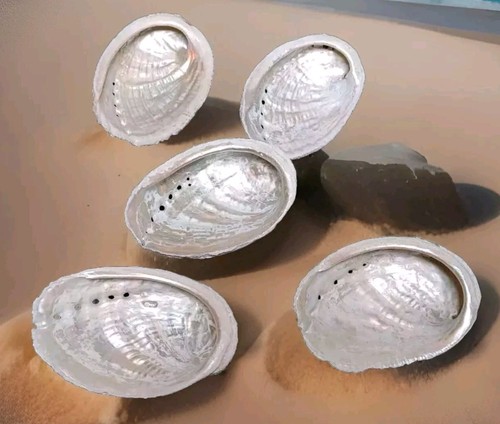 Coquilles ormeaux nacre - coquilles, d'ormeaux