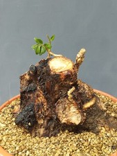 Bonsaï olivier, 23 x 24 cm en