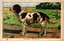 Old postcard AK Spanish French Dogs (727421)