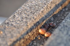 Objectif SMC Pentax-A 50 mm