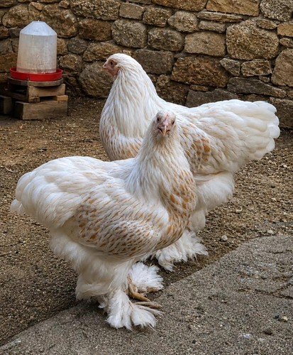 Rare breed chicken fertile - chicken,