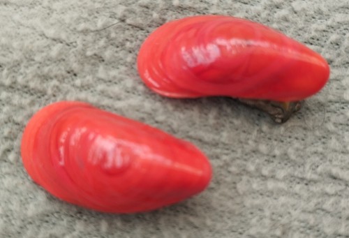 Anciennes boucles oreilles - anciennes, d'oreilles