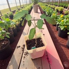 Jeune plante Clitoria Ternatea