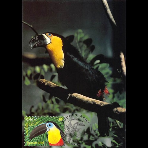 Cef toucan ariel - cm,