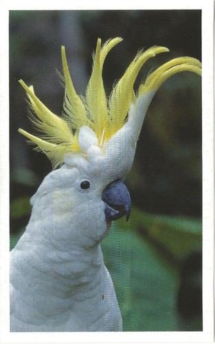 Autocollant sticker image - sticker,