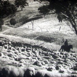Film le berger - mm:,