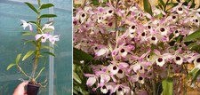 Dendrobium nobile, orchidée