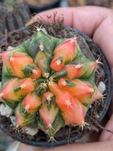 Gymnocalycium variegata omu - gymnocalycium,