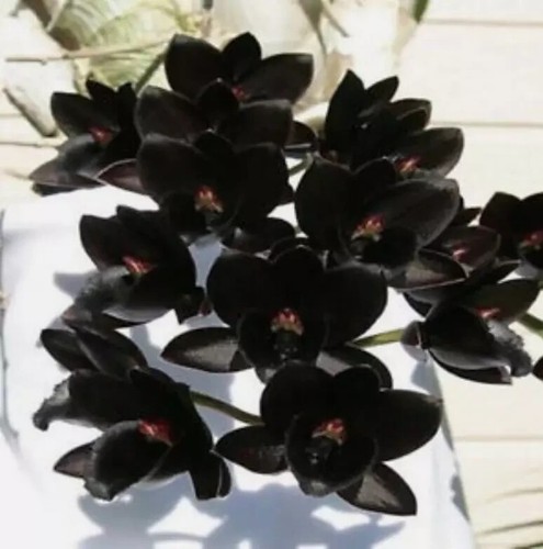 Fdk after dark black - 'black, pearl'
