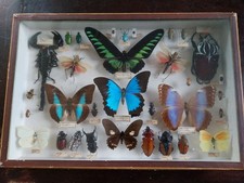 BOITE A PAPILLONS ANCIENNES