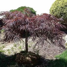 Acer palmatum dissectum