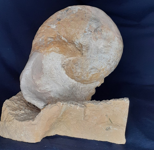 Nautile ottange toarcien - nautile,