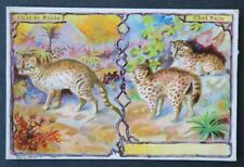 Chromo Advertising Image CHICOREE ARLATTE Nubian Cat Dwarf Cat Cat