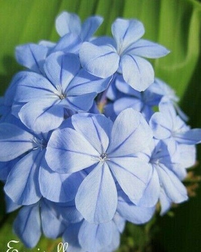 Agapanthe bleu azur - agapanthe,