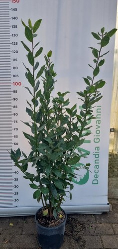 Plantes laurier pot 18 - 50,