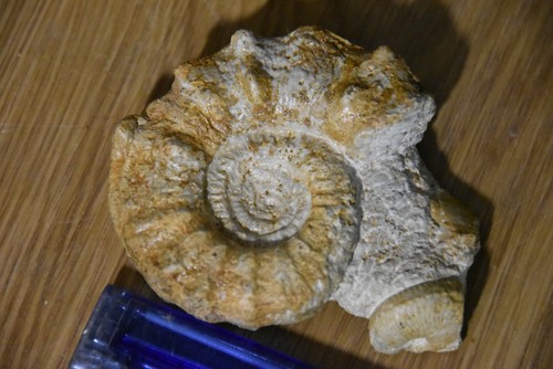Ammonite peltoceras athieta - ammonite,
