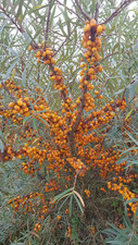 Hippophae rhamnoides 'Eva' ♀