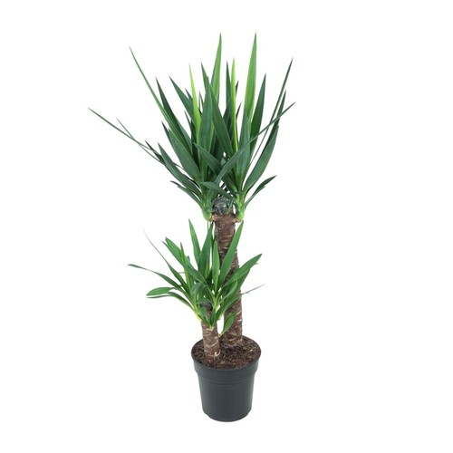 Yucca elephantipes géant - yucca, du