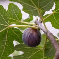 Ficus carica FIGNOMENAL®