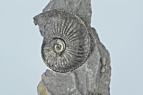 Ammonite pyritisé avec une - pyritisé,
