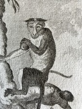 Singe Macaque à Bonnet 1804