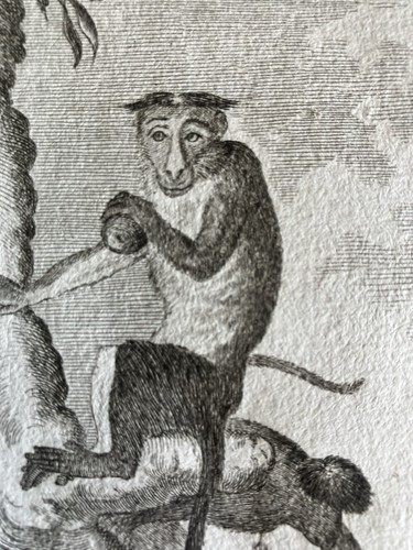 Singe macaque bonnet - à, 1804