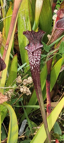 Graines sarracenia - graines, de
