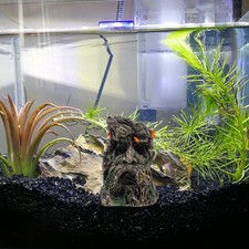 Reptile terrarium habitat tronc vieil homme dragon barbe cage cachette paysage