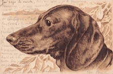 Postcard fantasy embossed animal dog dachshund head