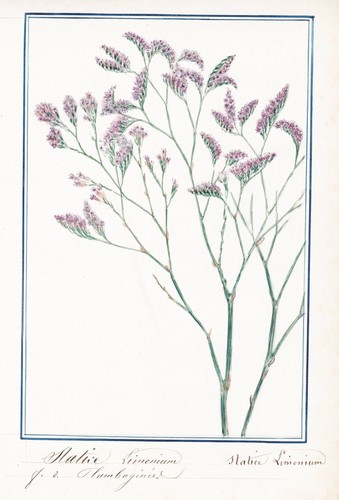 Statice limonium fleur - limonium, de