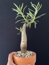 Rare Plante Caudex Bonsaï Cactus Pachypodium Bispinosus Agé Issu De Graine 22 Cm