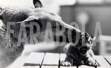 Photo de presse vintage Berger Allemand Chien Trouve Trois Chiots Tigre, 1987,