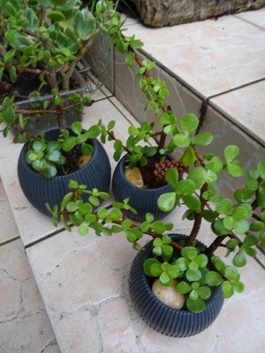 Lot plantes grasses crassula - plantes,