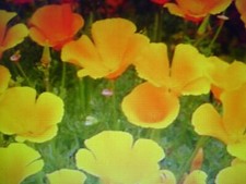 200 graines de pavot de