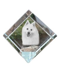 Spitz japonais dé à coudre