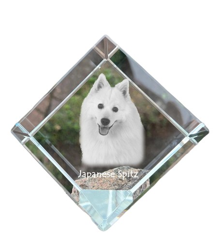 Spitz japonais dé coudre - japonais,